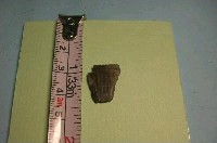 藏品(魚骨)的圖片